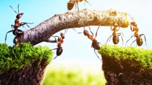 Cash Champions: how to create a cash culture in your organization – Part 4: Collaboration is key